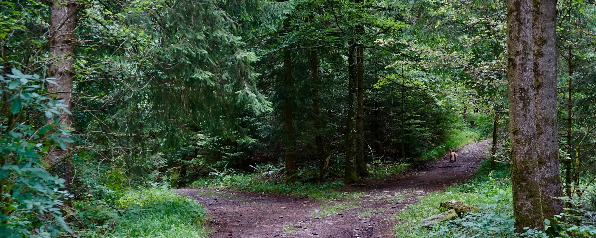 A fork in the road in the middle of the woods